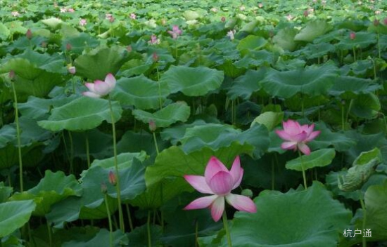 夏季荷花觀賞“圣地”，杭州落戶代理已經為您準備好了